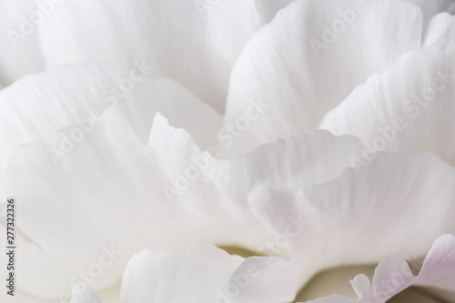 Smooth white petals peony flower texture macro still © jordieasy