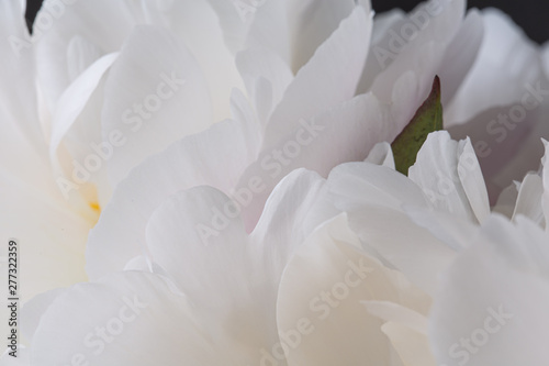 Smooth white peony petals abstract background