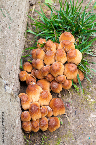 Young fruit bodies of Glistening Inkcap Mushroom (Coprinellus micaceus) closeup