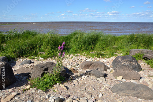 Landscape lake with a stony shore with a purple flower and green grass in the foreground and a blue cloudy sky. Lake Ilmen Novgorod region photo