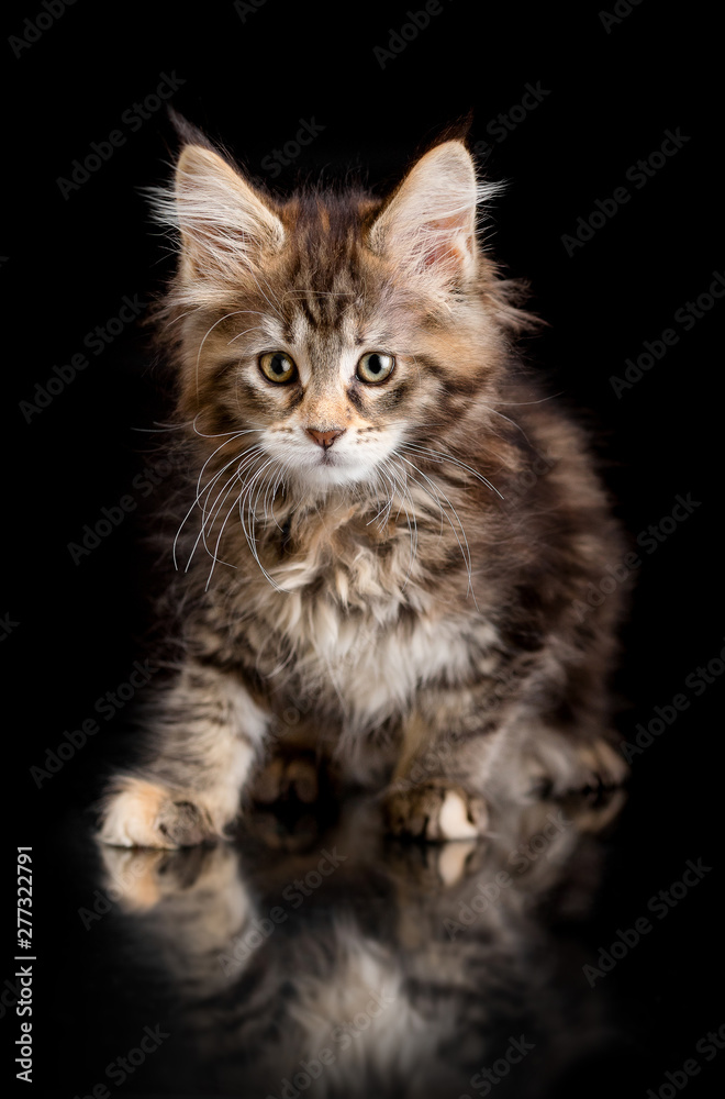 Maine Coon kitten on a black background Maine Coon kitten on a black background