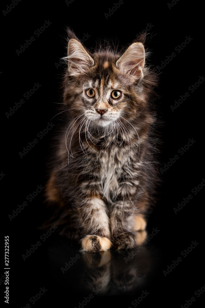 Maine Coon kitten on a black background