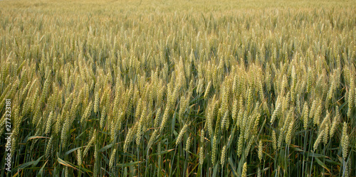 Wheat plantation filed during summer in Normandie, northern of France.