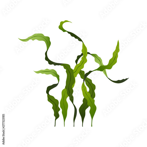 Obraz na plátně Spirulina seaweed healthy food, undersea algae isolated on white background, vec