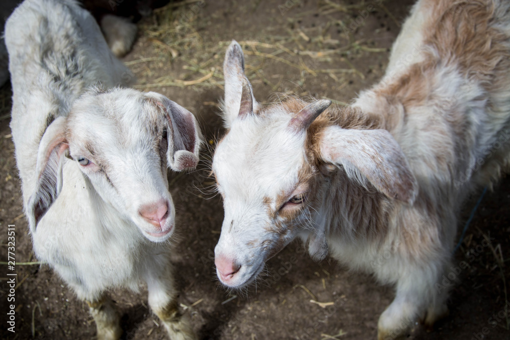 Two sweet little baby goats in the backyard, in a farm, villiage scene, rural, livestock animals Two sweet little baby goats in the backyard, in a farm, villiage scene, rural, livestock animals