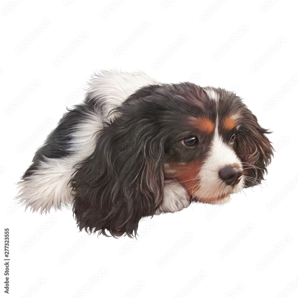 Tricolor Cavalier King Charles Spaniel. Illustration of a dog. Cute puppy isolated on the white background. Animal collection: Dogs. Art background for design. Good for T-shirt, banner, pillow, card