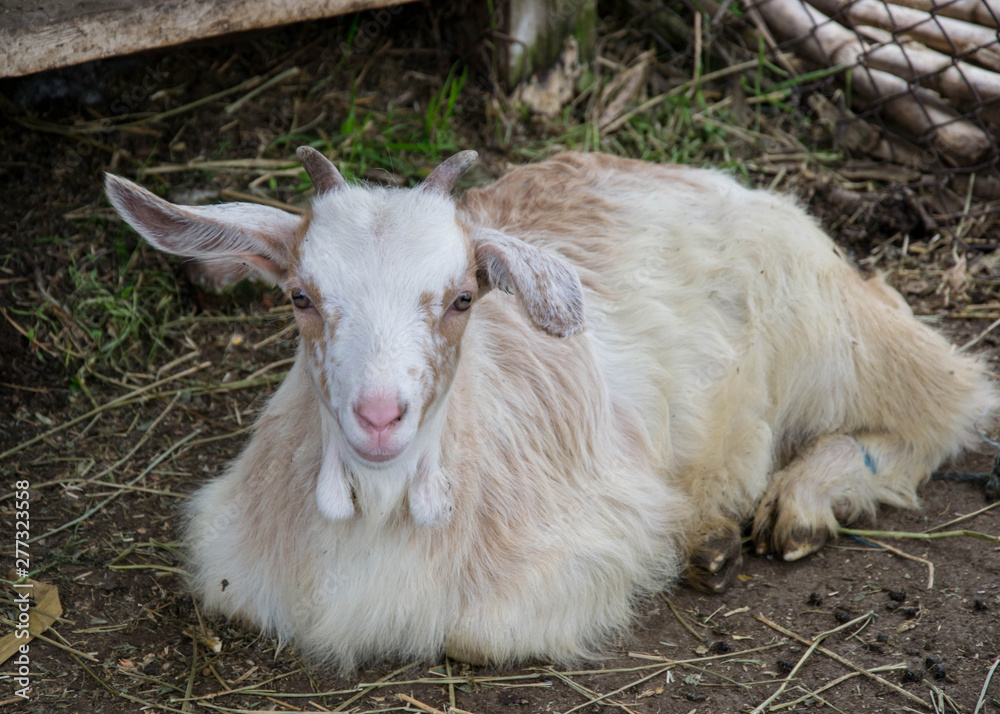 Fototapeta premium Baby goat lying on a hay in a farm, village, rural scene, cute livestock animal