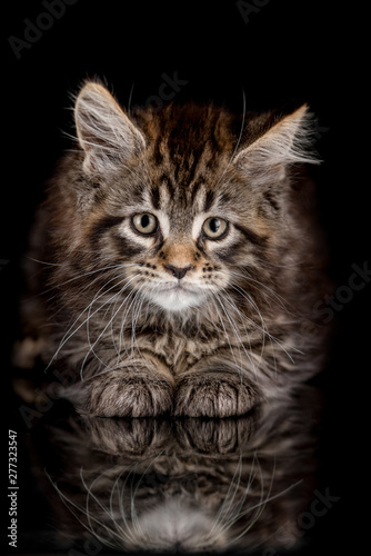 Maine Coon kitten on a black background
