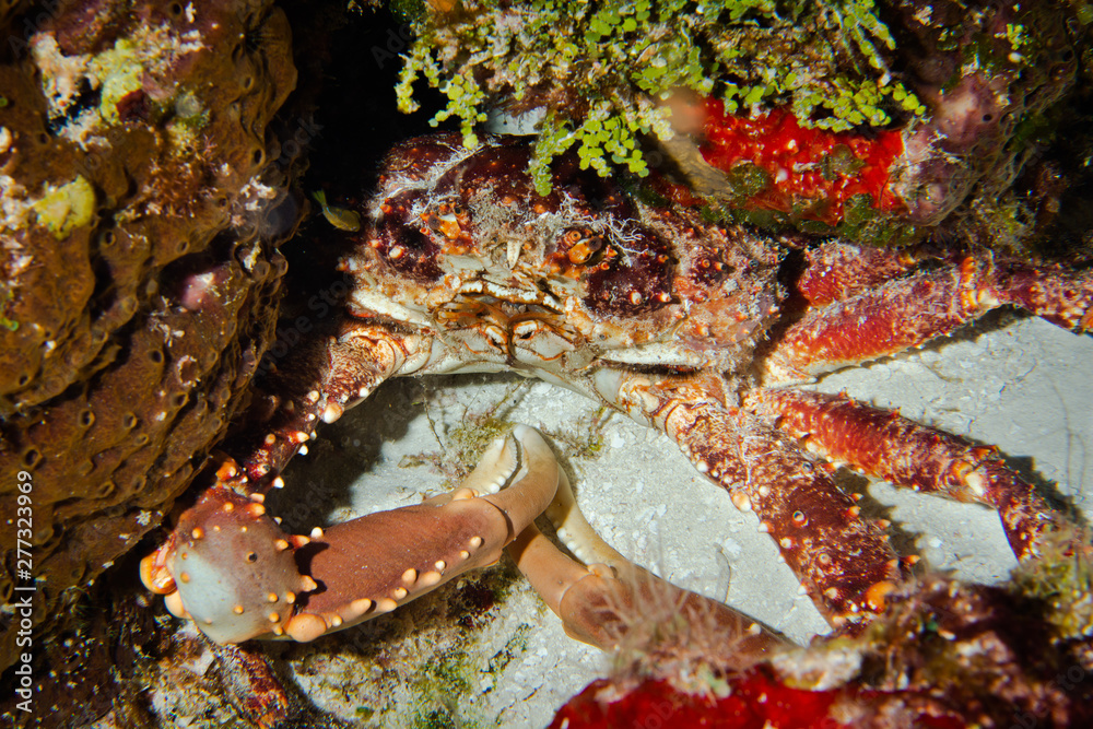Crab, Cozumel, Mexico Crab, Cozumel, Mexico
