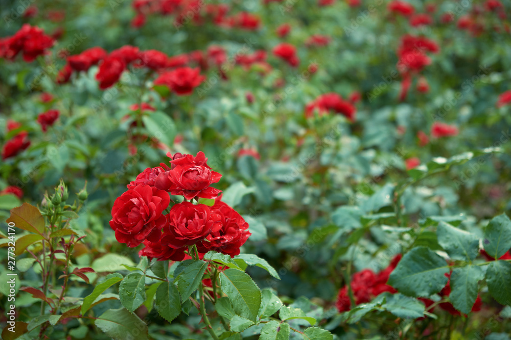 Many red roses in garden