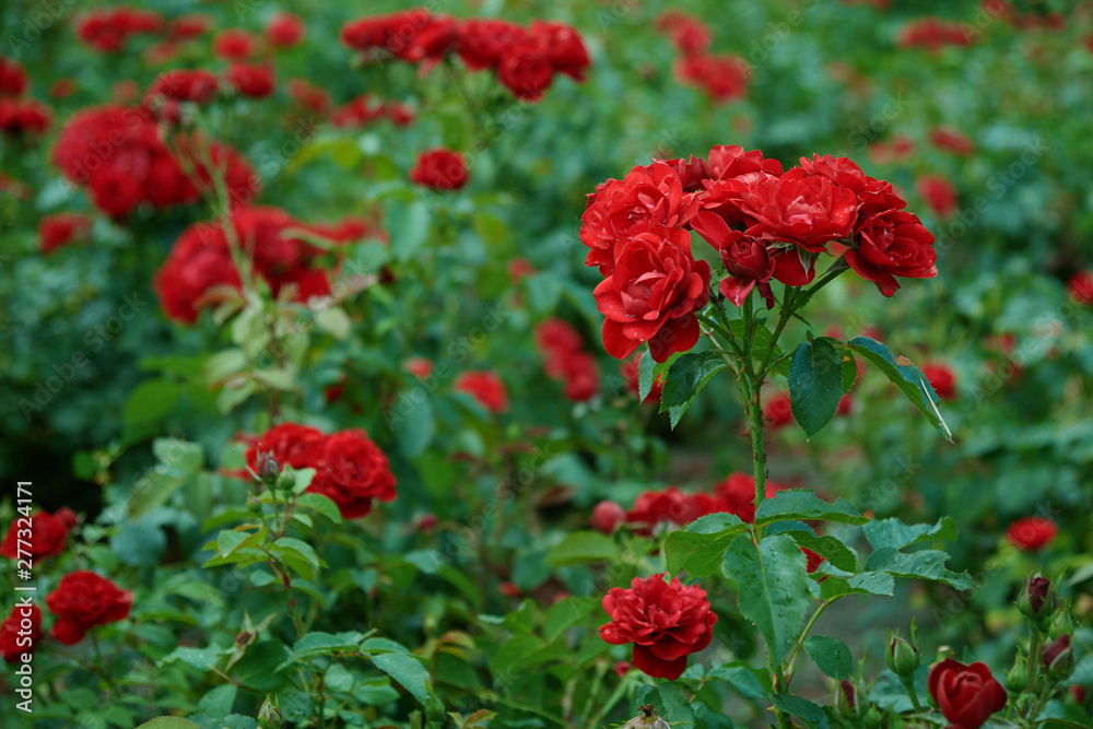 Many red roses in garden