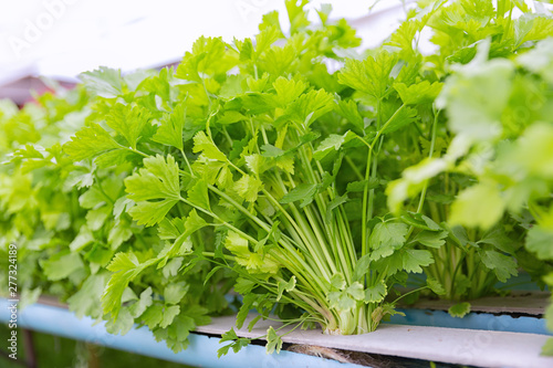 Organic Hydroponic Chinese celery (Apium graveolens)vegetables plantation in  hydroponics farm,Modern farm. © kamonrat