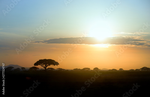 Colorful african landscape with silhouettes of acacia trees against vibrant african sunset at the foot of a volcano Kilimanjaro, Amboseli, Kenya. © Martin Mecnarowski
