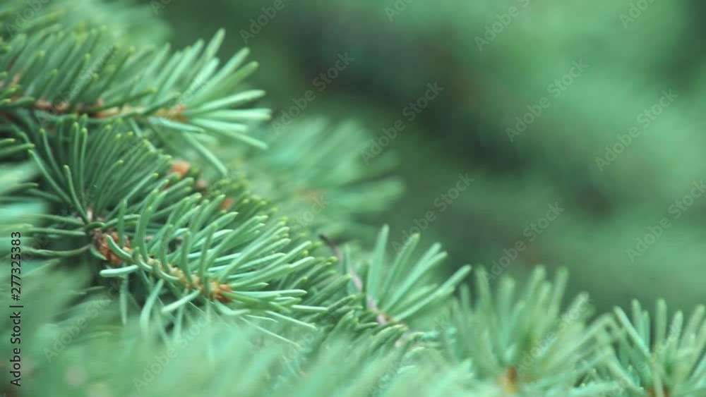 beautiful background of green needles of spruce tree, Close up beautiful background of green needles of spruce tree, Close up