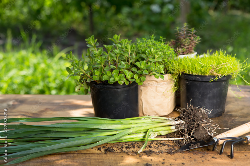 Seedlings, plants in pots and garden tools on the wooden table, green trees background - gardening concept Seedlings, plants in pots and garden tools on the wooden table, green trees background - gardening concept