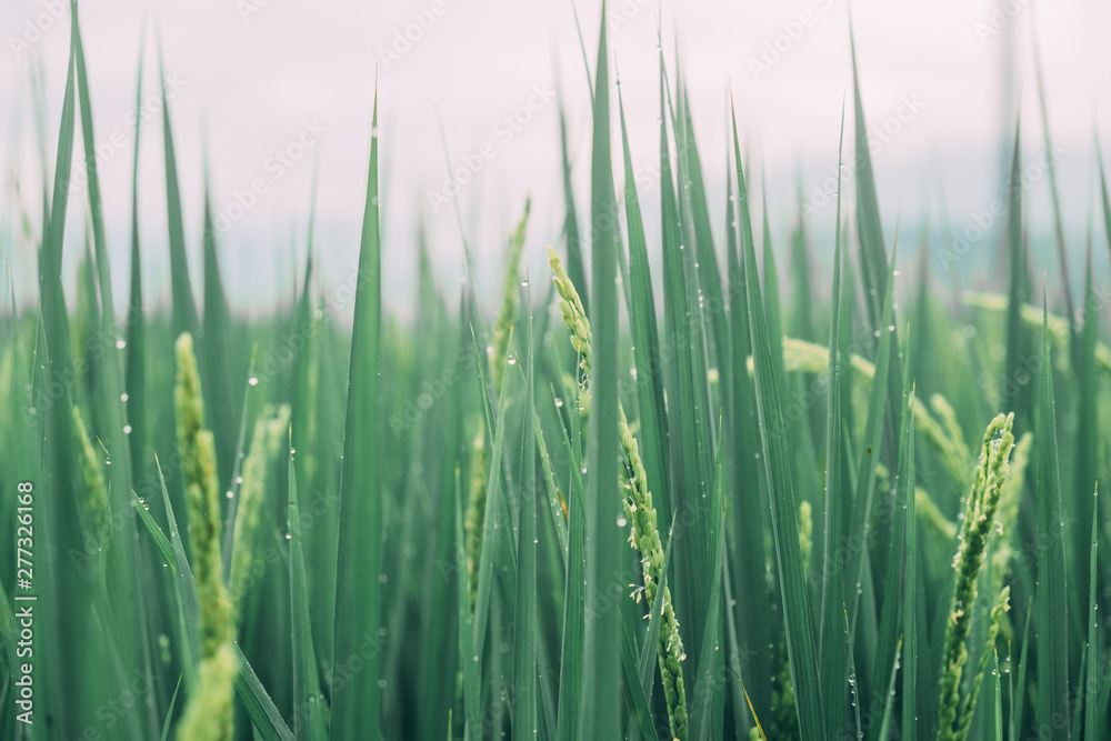 Obraz premium Macro de verdes campos de arroz junto a las montañas 