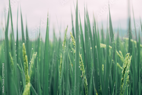 Macro de verdes campos de arroz junto a las montañas 