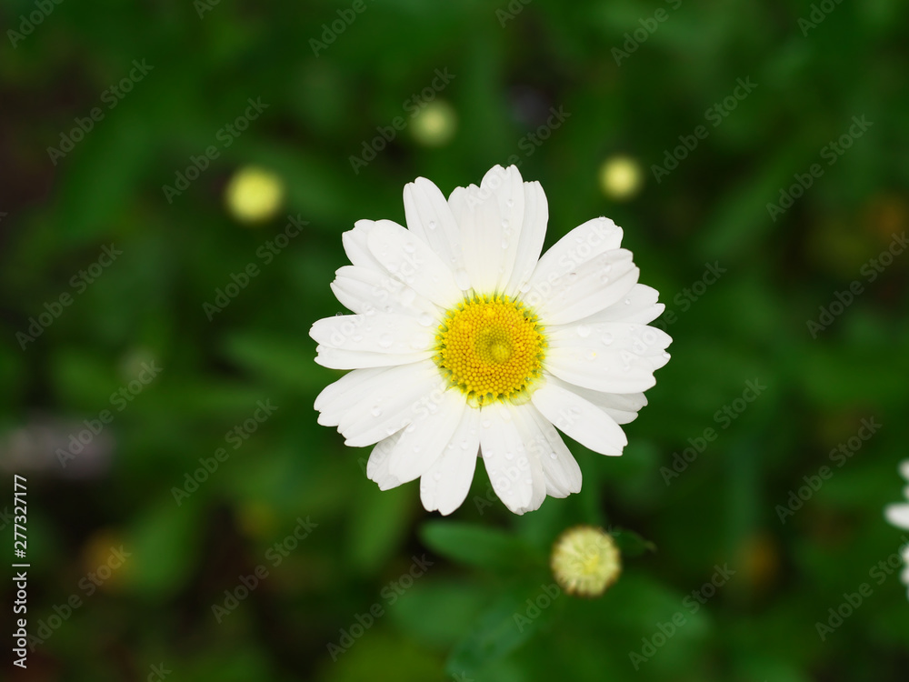 Daisy chamomile flowers field in garden, medow of daisies Daisy chamomile flowers field in garden, medow of daisies