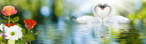 image of swans on the water in the park close up