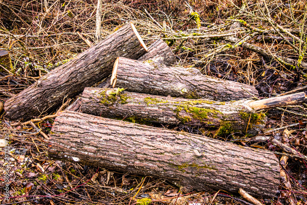 tree trunk tree trunk