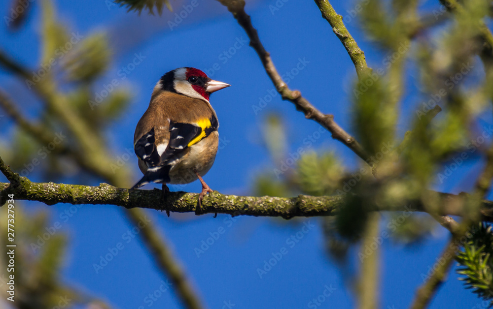 Naklejka premium blue tit on branch