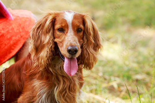 Dog breed English Springer Spaniel