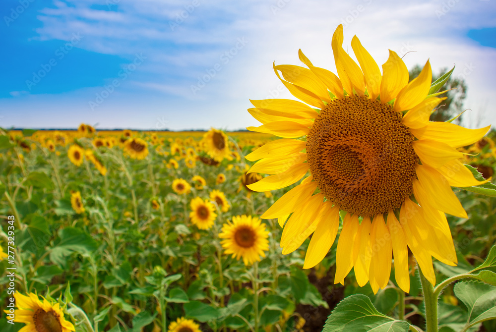 Obraz premium Sunflower natural background. Sunflower blooming.