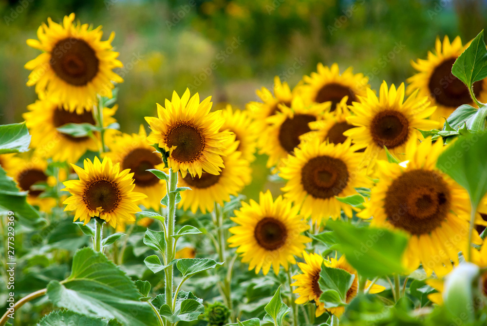 Sunflower natural background. Sunflower blooming. Sunflower natural background. Sunflower blooming.