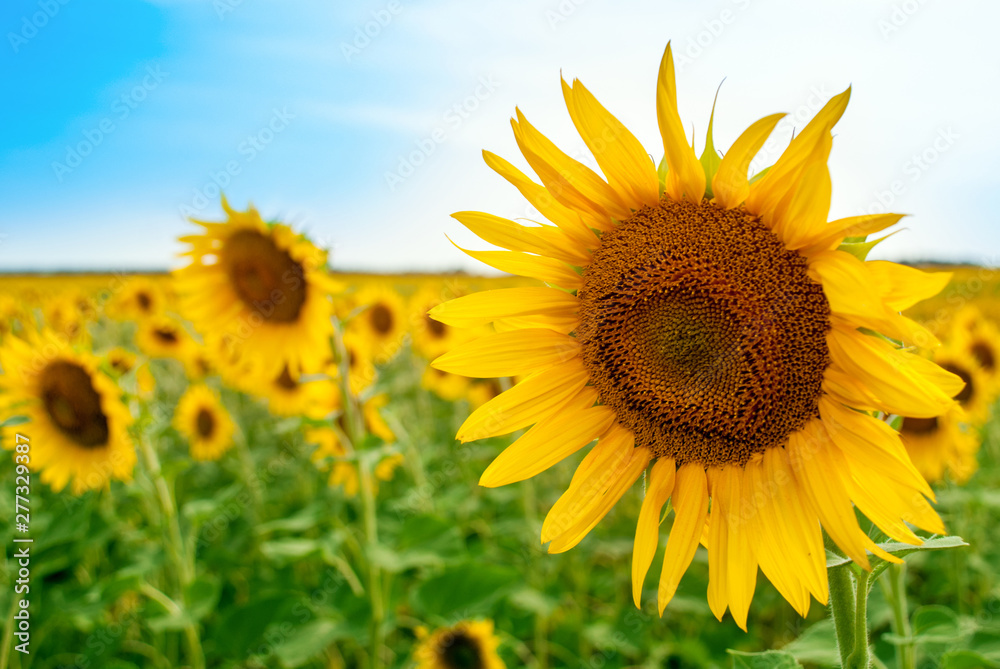 Sunflower natural background. Sunflower blooming. Sunflower natural background. Sunflower blooming.