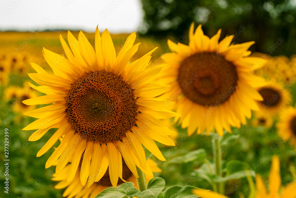 Sunflower natural background. Sunflower blooming. Sunflower natural background. Sunflower blooming.