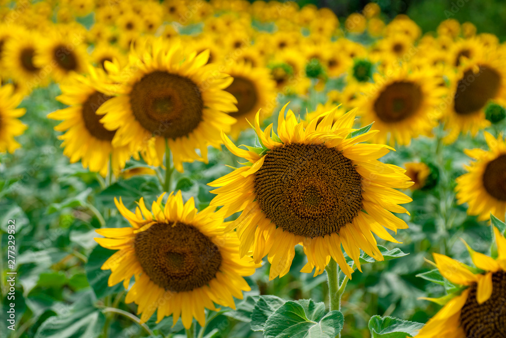 Sunflower natural background. Sunflower blooming.