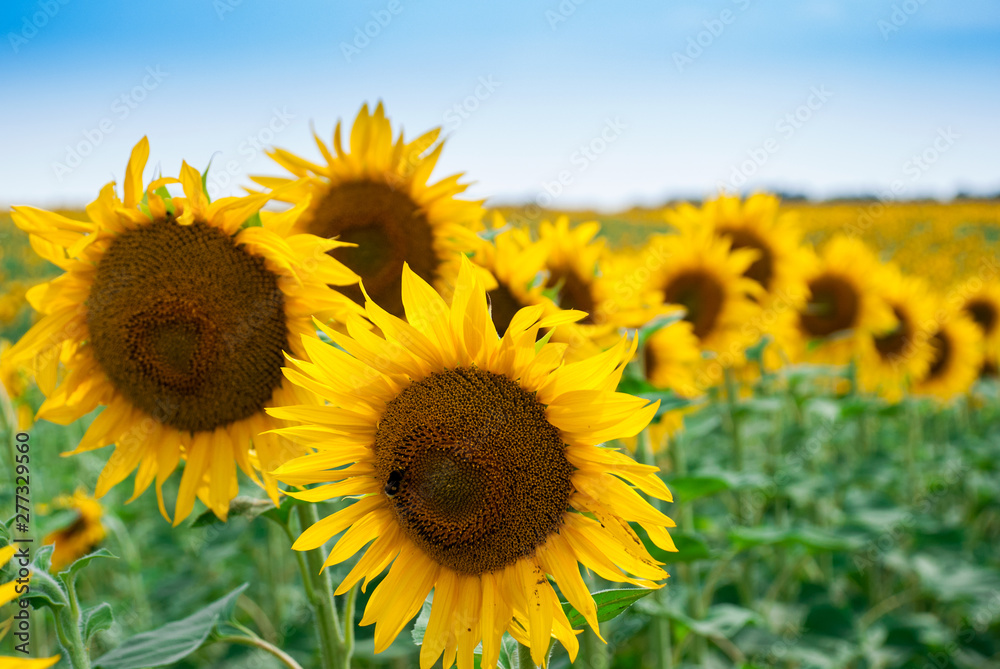 Fototapeta premium Sunflower natural background. Sunflower blooming.