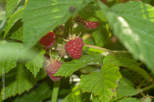 raspberries on the bushes in the garden