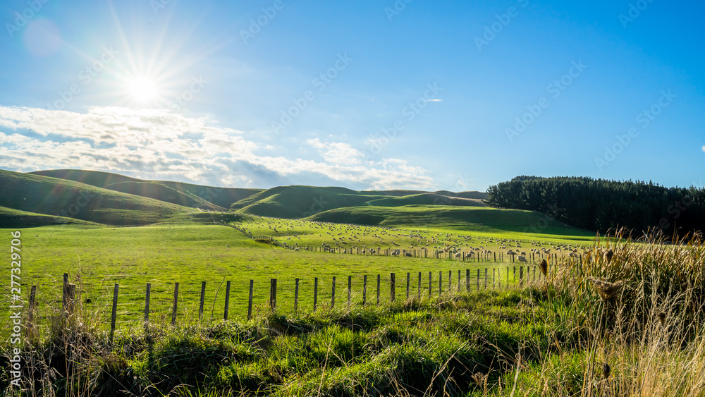 Fototapeta premium Flock of sheep grazing on a green hill in rural country sheep farm in the afternoon. A flock of sheep is generally found in a mountain valley New Zealand.