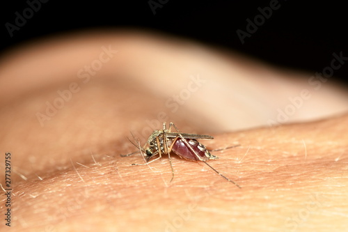 the mosquito drinks the blood on the hand © Алексей Линник