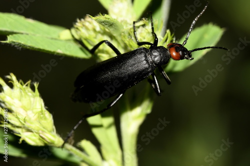 black beetle on green leaves