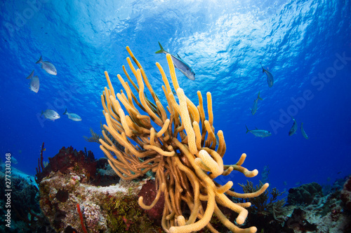 Coral reef and fish in Cozumel Mexico