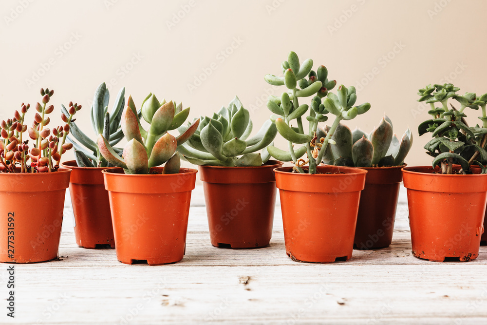arrangement of the succulents or cactus succulents