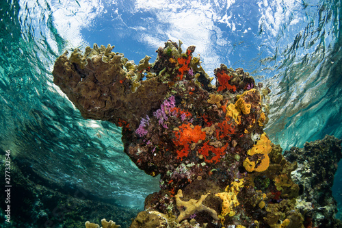 Fototapeta Naklejka Na Ścianę i Meble -  Coral reef and fish in Cozumel Mexico