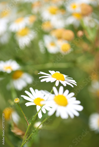 Nature background with wild flowers camomiles. Close up.  © Eugeniusz Dudziński