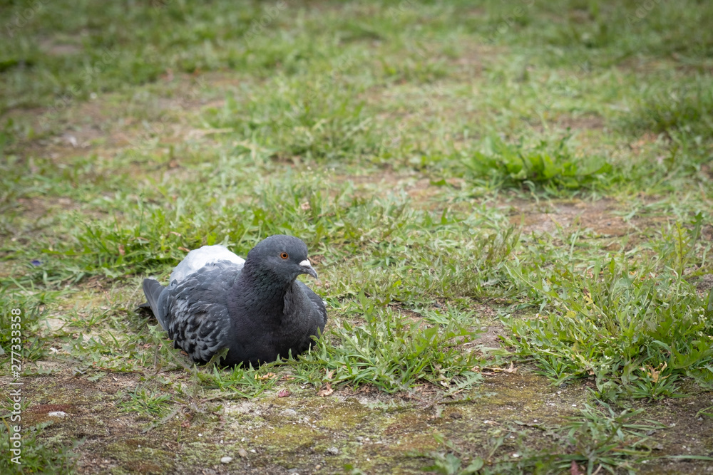 Obraz premium Birds doves, City pigeons are resting on the green grass in the park.