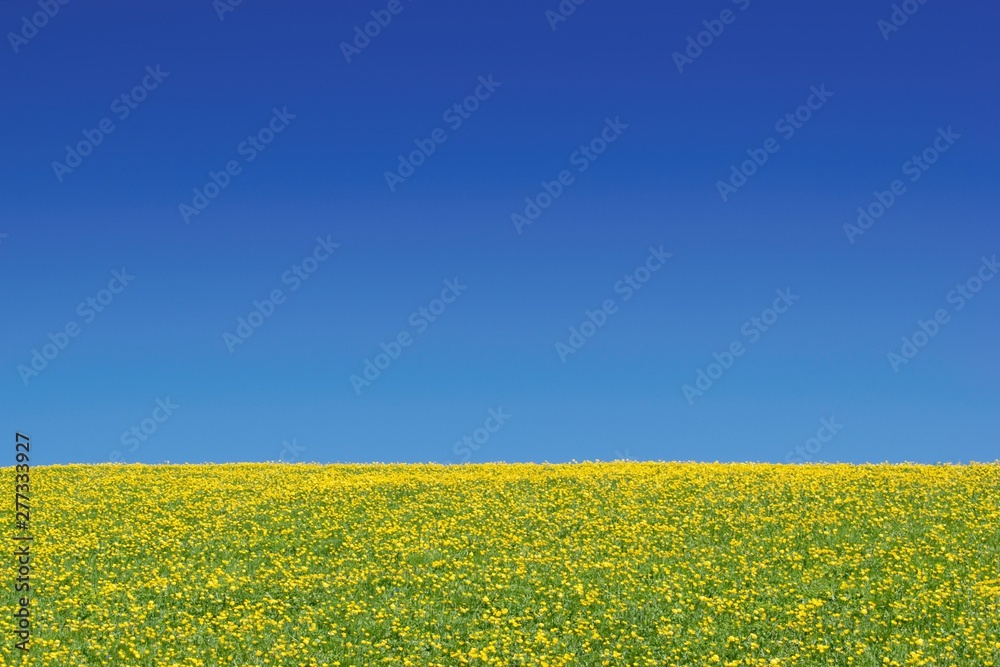 Fototapeta premium Beautiful yellow blooming meadow and clear blue sky, summer background. Buttercup wildflowers.