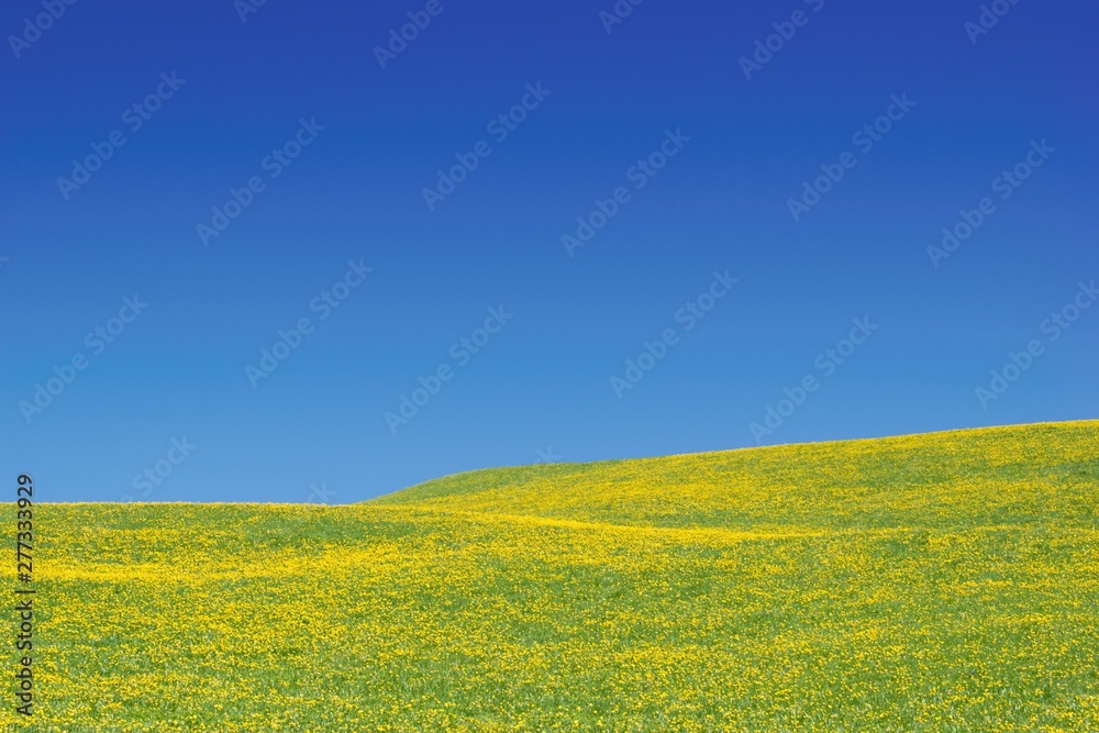 Beautiful yellow blooming meadow and  clear blue sky, summer background.  Buttercup wildflowers.