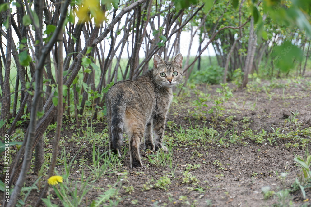 charming gray domestic cat walking in the home garden and looking back charming gray domestic cat walking in the home garden and looking back
