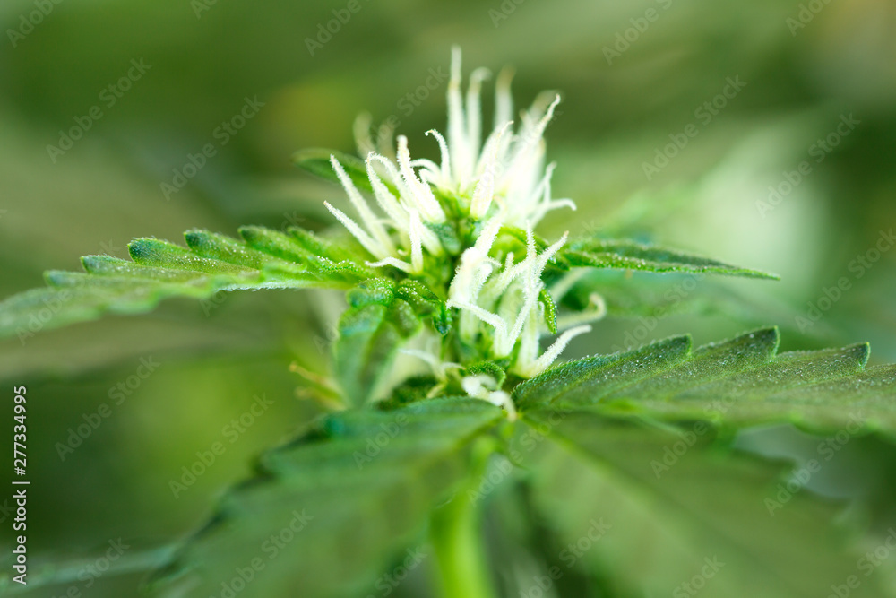 Cannabis plant Ganja flowers cultivation Cannabis plant Ganja flowers cultivation
