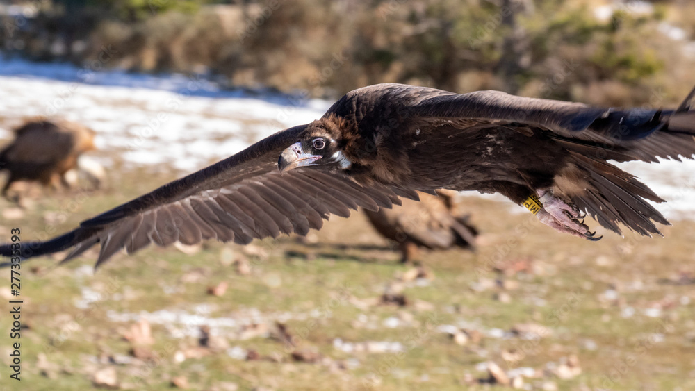 Fototapeta premium Ein Mönchsgeier fliegt in Augenhöhe in den verschneiten Pyrenäen