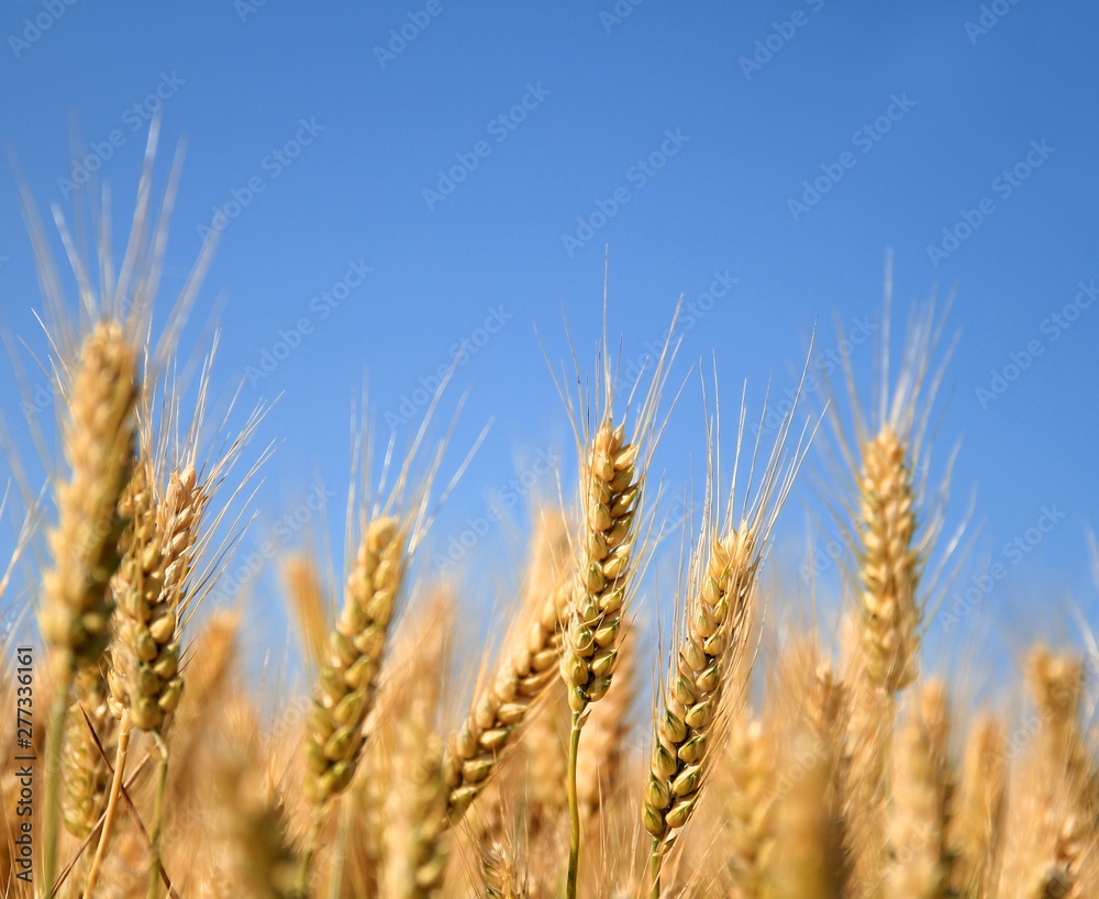 wheat field ready to be harvested no people stock photo wheat field ready to be harvested no people stock photo
