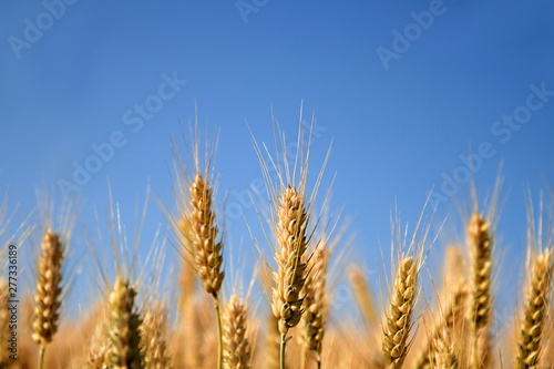 wheat field ready to be harvested no people stock photo