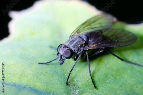 black fly © Григорий Пашков