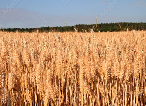wheat field ready to be harvested no people stock photo